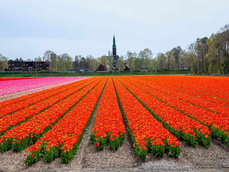 Flower fields around Lisse